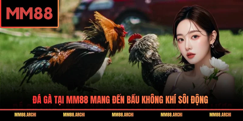 Đá gà tại MM88 mang đến bầu không khí sôi động
