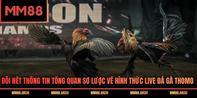 Đôi nét thông tin tổng quan sơ lược về hình thức live đá gà Thomo