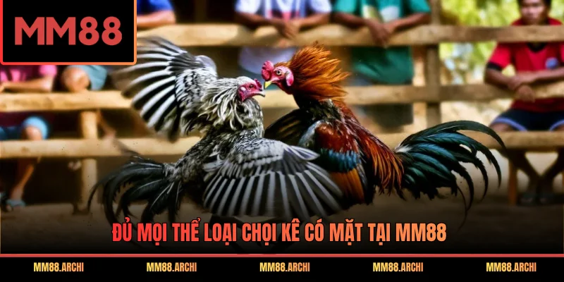 Đủ mọi thể loại chọi kê có mặt tại MM88
