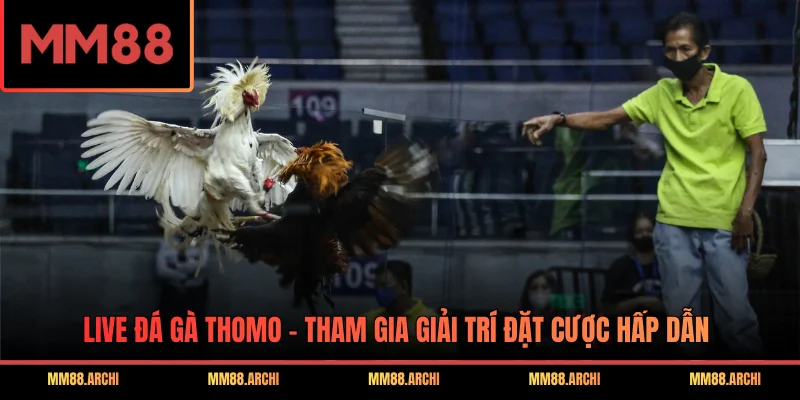 Live Đá Gà Thomo - Tham Gia Giải Trí Đặt Cược Hấp Dẫn