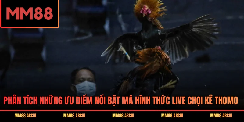 Phân tích những ưu điểm nổi bật mà hình thức live chọi kê Thomo